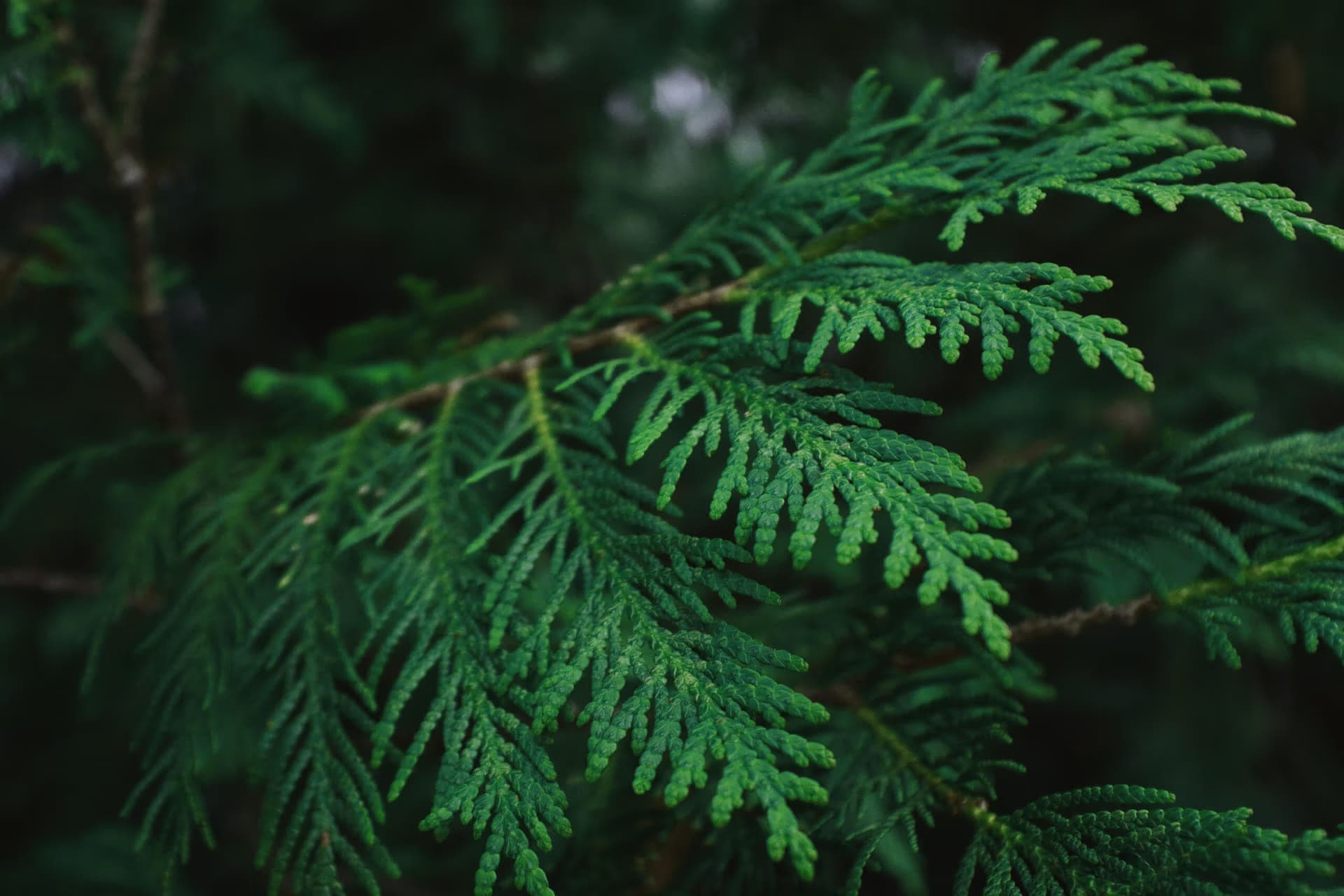 Cedar foliage, deep green