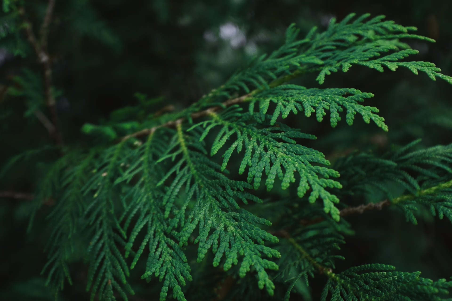 Cedar foliage, deep green